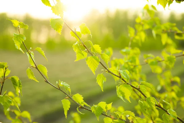 桦树春天幼叶的自然背景 — 图库照片
