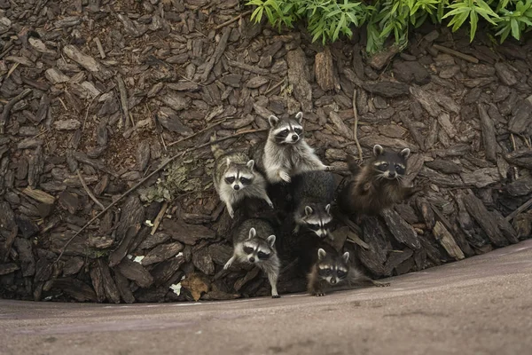 Belos Guaxinins Engraçados Guaxinins Zoo Muitos Guaxinins — Fotografia de Stock