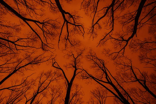 树分支背景 在黄色 橙色的天空背景上没有叶子的树木顶枝 — 图库照片