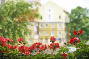 Klasik tarihsel tarzında bir lüks evin balkonunda kırmızı çiçekler. 