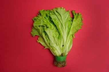 toprak kutusunda kökleri ile yeşil taze salata. kırmızı arka plan üzerinde izole. 