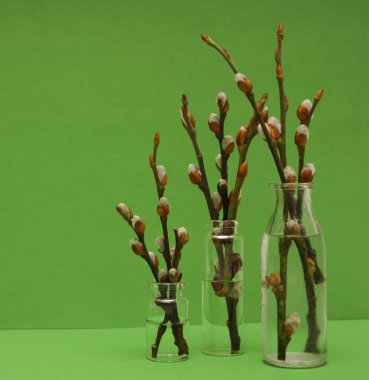 dalları tomurcukları küçük cam şişelerde. Bahar zamanı 