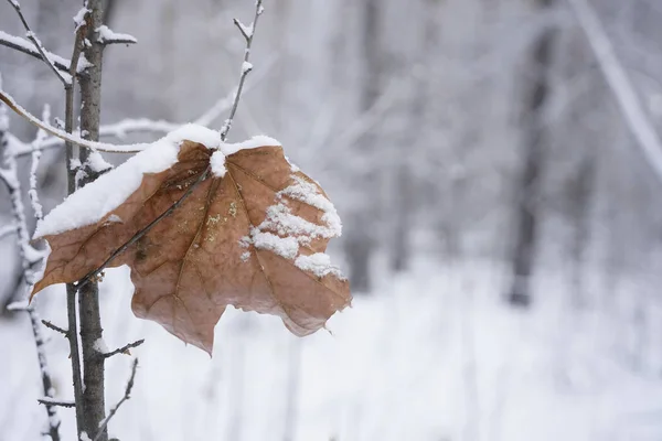 Uma Folha Caída Temporada Inverno Outono Folha Coberta Neve Floresta — Fotografia de Stock