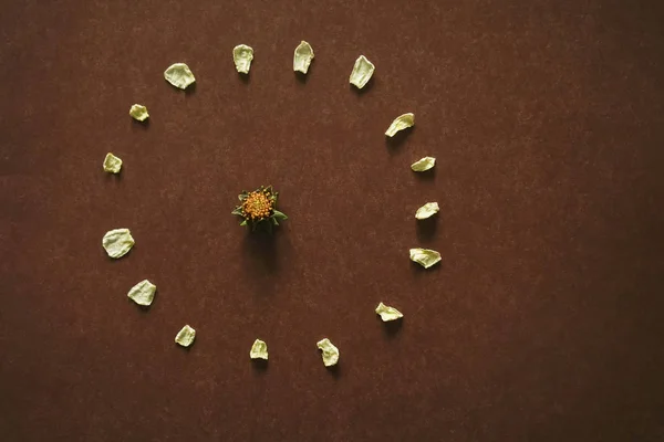 Flor Amarilla Descolorida Con Muchos Pétalos Secos Sobre Fondo Papel — Foto de Stock