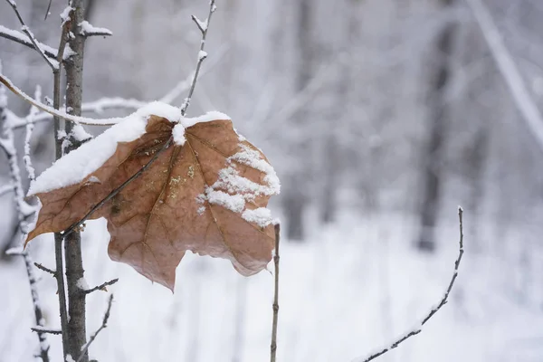 一个落叶 秋冬季节 树叶覆盖的雪 森林或公园背景 — 图库照片