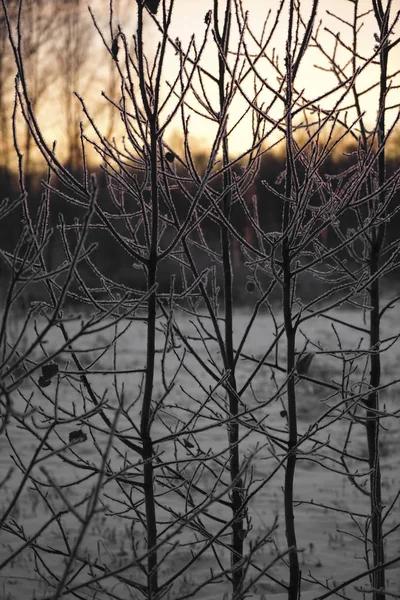 Winter sunset in forest. Tree back lit with sunlight. frosty branches. winter time season. nature background.