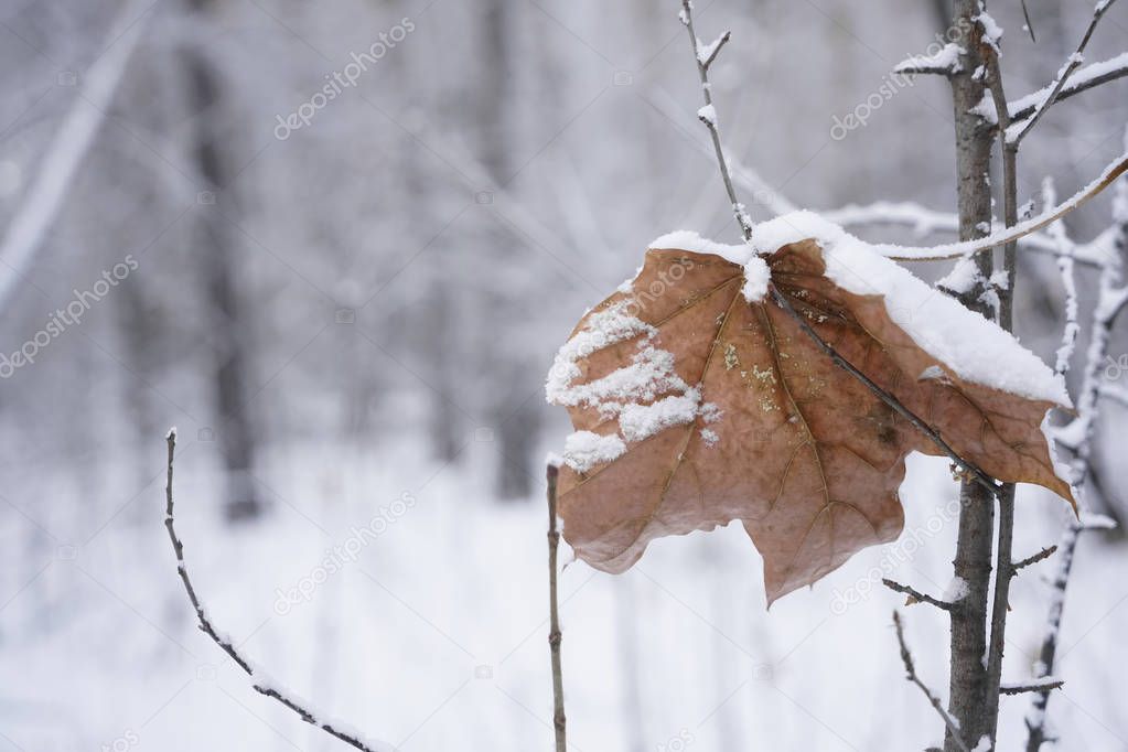  one fallen leaf. Autumn winter season. leaf covered snow. forest or park  Background.
