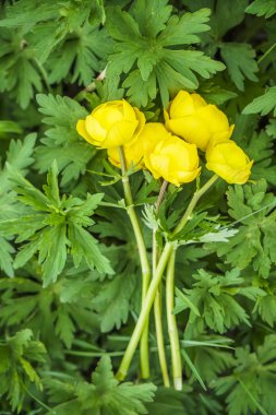 buket sarı vahşi bahar çiçek yeşil bitkiler üzerinde. üstten görünüm. bahar sezonu. 