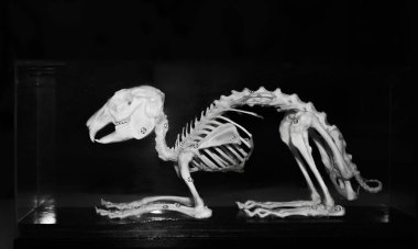 Tyrannosaurus Rex Iskelet, siyah arka planda izole. kemikler, kafatası, kuyruk, ve antik dinozor ayaklar  