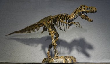 Duvar arka planda Tyrannosaurus rex dinozor iskeleti