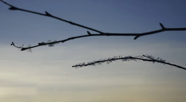 桦树的枝条覆盖着白色的水晶雪 日落天空背景 冬季季节 — 图库照片