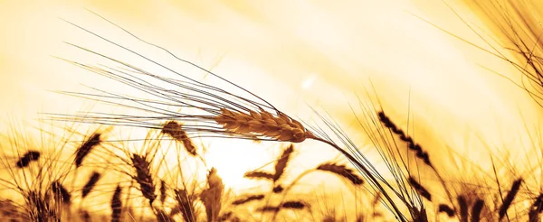 Wheat Ears Sky Background — Stock Photo, Image