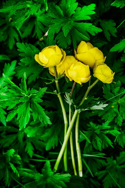 緑の植物の黄色い野生春の花のブーケ 平面図です 春シーズン — ストック写真