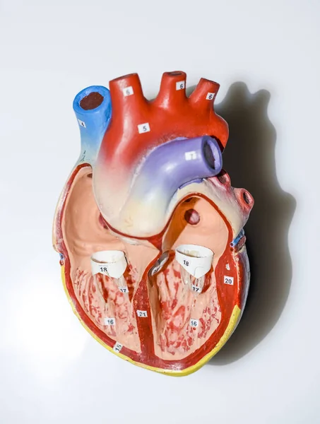 Anatomía Del Corazón Humano Órgano Aislado Sobre Fondo Blanco Gris — Foto de Stock