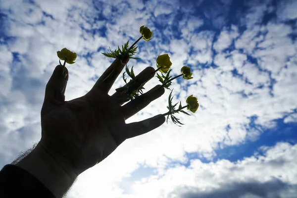花は男性の指に接着剤の石膏に接着 白い雲と空の背景 春の季節 — ストック写真