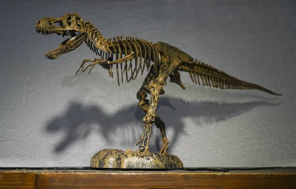 壁の背景にティラノサウルスレックス恐竜の骨格 — ストック写真