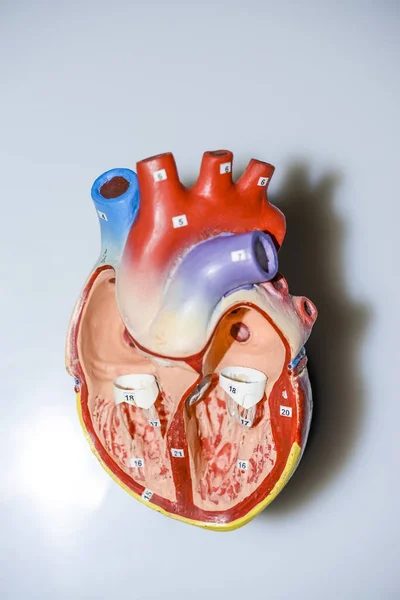 Anatomía Del Corazón Humano Órgano Aislado Sobre Fondo Blanco Gris — Foto de Stock