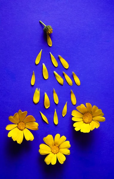 Flores Primavera Amarelas Muitas Pétalas Fundo Papel Azul Espaço Cópia — Fotografia de Stock
