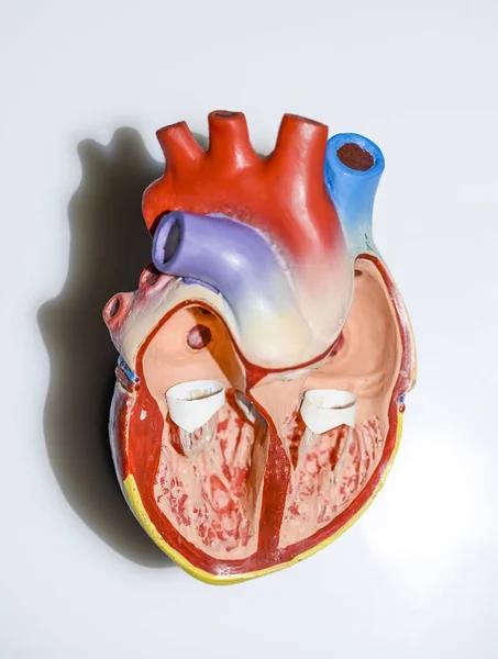 Anatomía Del Corazón Humano Órgano Aislado Sobre Fondo Blanco Gris — Foto de Stock