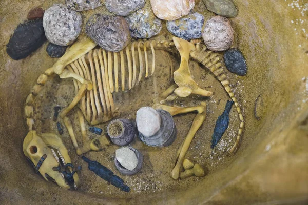 埋葬地の馬の骨格 粘土ポットと矢頭 — ストック写真