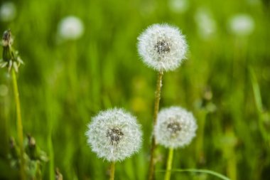  kabarık Dandelions yeşil alan arka plan üzerinde. doğa arka plan. 