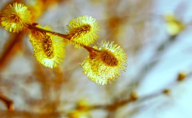 Tomurcukları arka planı ile söğüt dalları doğa erken baharda, mavi gökyüzü. 