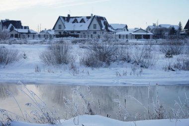 Bir grup etrafında buzlu Lirası vahşi kedi. Kış Harikalar Diyarı kapak kar 