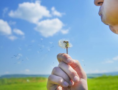 üzerinde mavi bir gökyüzü arka plan olarak karahindiba tutan adam.