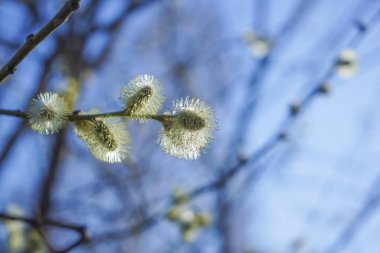 Tomurcukları arka planı ile söğüt dalları doğa erken baharda, mavi gökyüzü. 