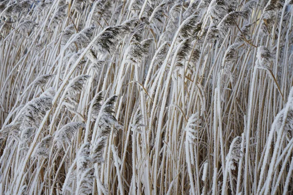 Fundo Plantas Nevadas Temporada Inverno — Fotografia de Stock