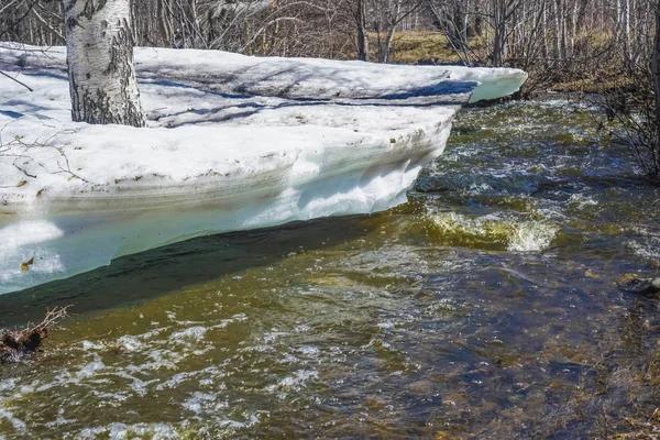 Derretimiento Hielo Nieve Bosque Temporada Primavera — Foto de Stock