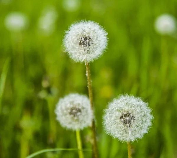 Fluffiga Maskrosor Gröna Fältet Bakgrund Natur Bakgrund — Stockfoto