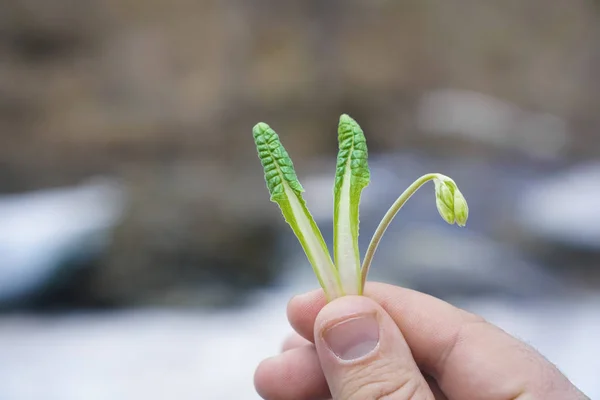 Photo of green sprout in male hand. man holding  the first sprouted plant or flower.