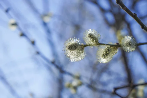 Willow Branches Buds Background Nature Early Spring Blue Sky — Stock Photo, Image