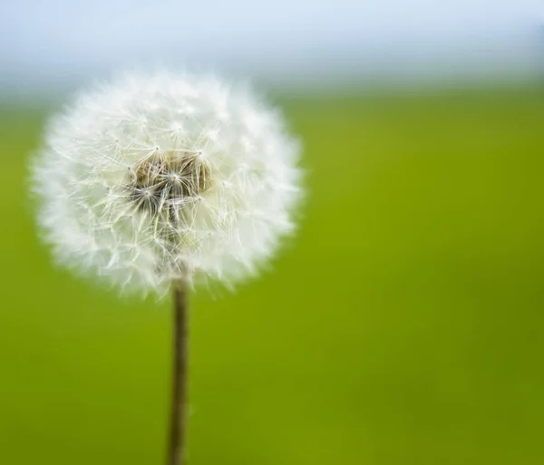 Fluffig Dandelion Grönt Fält — Stockfoto