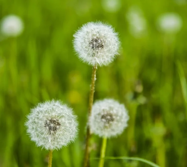 Fluffy Dandelions Green Field Background Nature Background — Stock Photo, Image