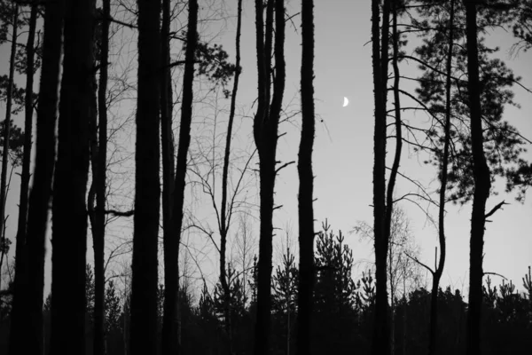 Evening contour black and landscape trees. moon light between trees silhouettes.