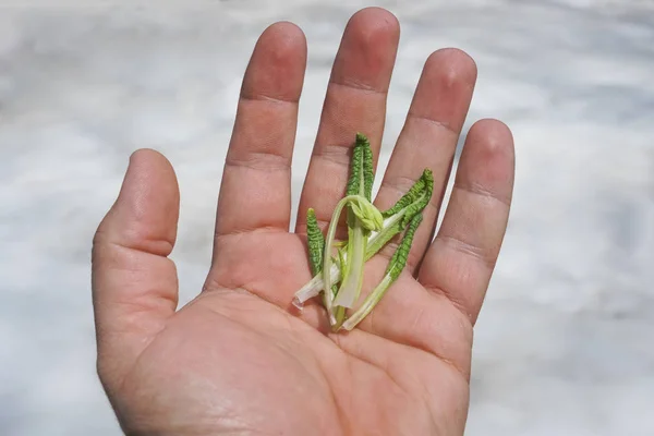 Photo of green sprouts on  male hand. man holds the first sprouted plant or flower.