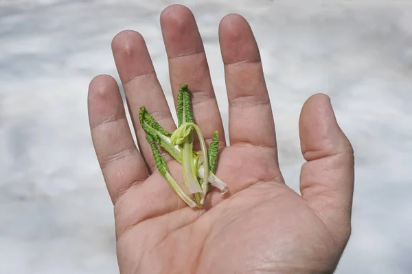 Photo of green sprouts on  male hand. man holds the first sprouted plant or flower.