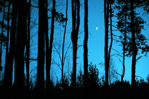 Вечірній Контур Чорних Ландшафтних Дерев Місячне Світло Між Силуетами Дерев — стокове фото