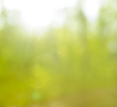 yeşil bokeh. arka plan bahar zaman sezon. Güzel yeşil yaprakları ve parlak güneş