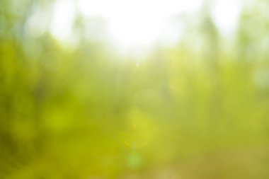 yeşil bokeh. arka plan bahar zaman sezon. Güzel yeşil yaprakları ve parlak güneş