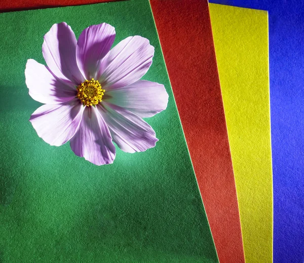 Uma Violeta Flor Roxa Sobre Fundo Papéis Coloridos — Fotografia de Stock