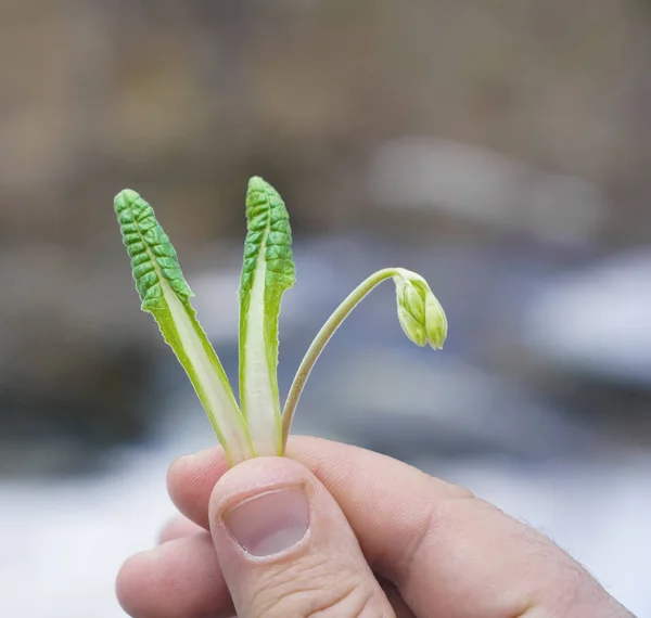 Photo of green sprout in male hand. man holding  the first sprouted plant or flower.
