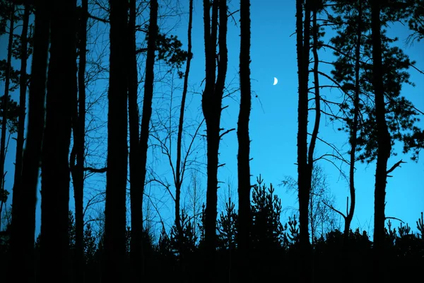 Contorno Vespertino Árboles Negros Paisajísticos Luz Luna Entre Siluetas Árboles — Foto de Stock