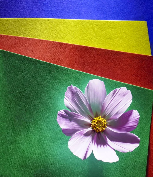 Uma Violeta Flor Roxa Sobre Fundo Papéis Coloridos — Fotografia de Stock
