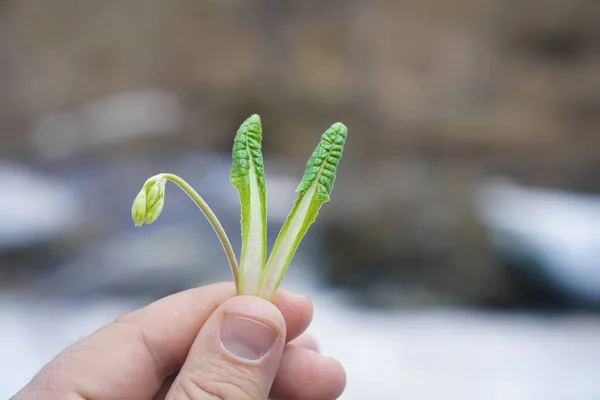 Foto Brote Verde Mano Masculina Hombre Que Sostiene Primera Planta — Foto de Stock