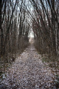 Sokakta. İlk sonbahar kar ve düzensiz bir eski terk edilmiş Park patika yapraklarda