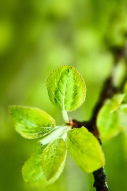 Ufuk bir arka plan üzerinde bir şube tomurcukları ve genç yeşil taze yakın çekim yaprak. 