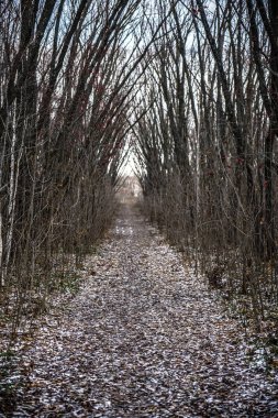 Sokakta. İlk sonbahar kar ve düzensiz bir eski terk edilmiş Park patika yapraklarda